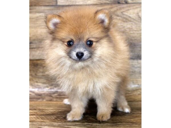 Pomeranian DOG Male Red Sable 6168 Petland Ashland, Kentucky