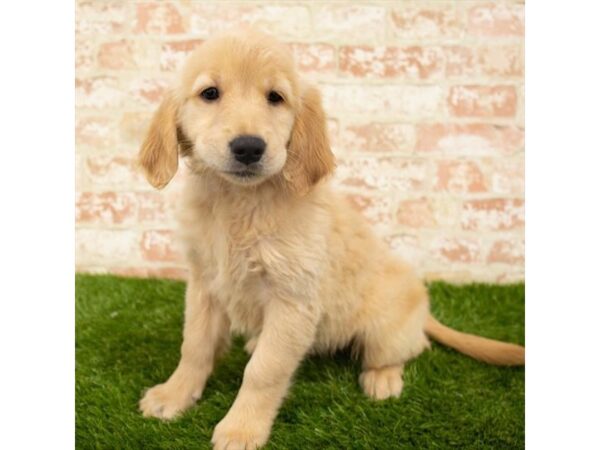 Golden Retriever DOG Female Golden 6164 Petland Ashland, Kentucky