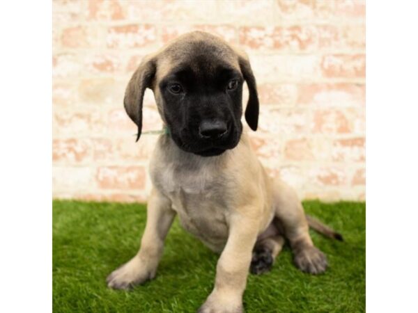 Mastiff DOG Female Fawn 6166 Petland Ashland, Kentucky