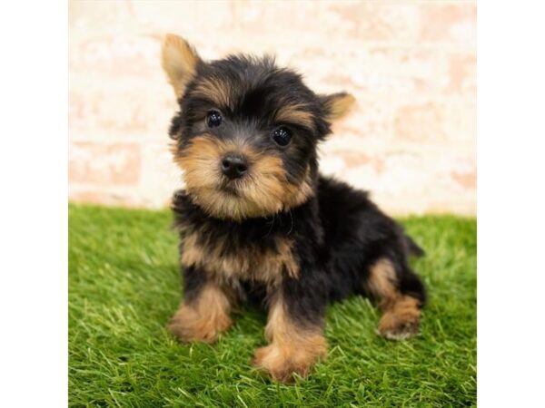 Silky Terrier DOG Male Black / Tan 6171 Petland Ashland, Kentucky