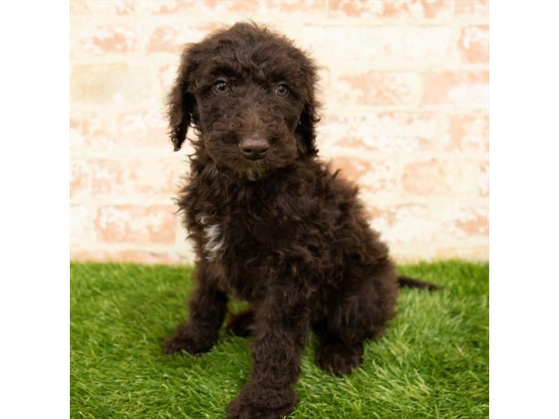 GoldendoodleDOGMaleChocolate2847579Petland Ashland, Kentucky