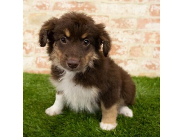 Miniature American Shepherd-DOG-Female-Red-6167-Petland Ashland, Kentucky