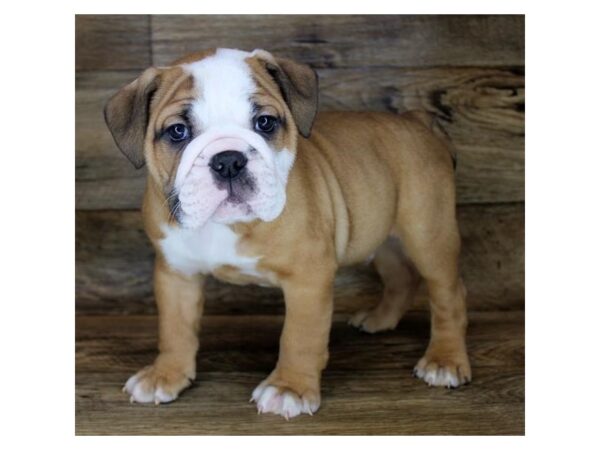 Bulldog DOG Male Fawn / White 6163 Petland Ashland, Kentucky