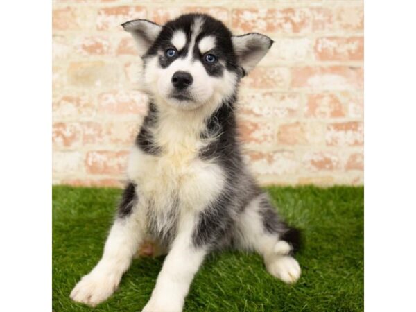 Siberian Husky DOG Male Black / White 6170 Petland Ashland, Kentucky