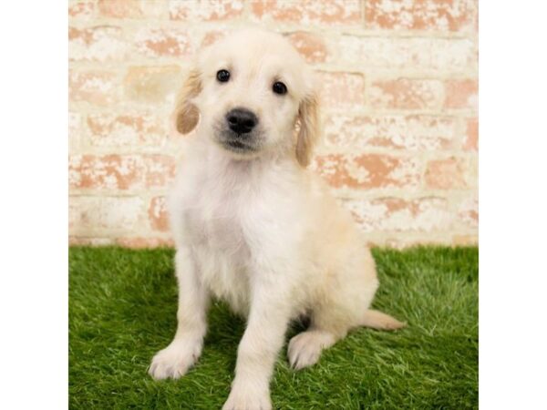 Golden Retriever DOG Male Golden 6176 Petland Ashland, Kentucky