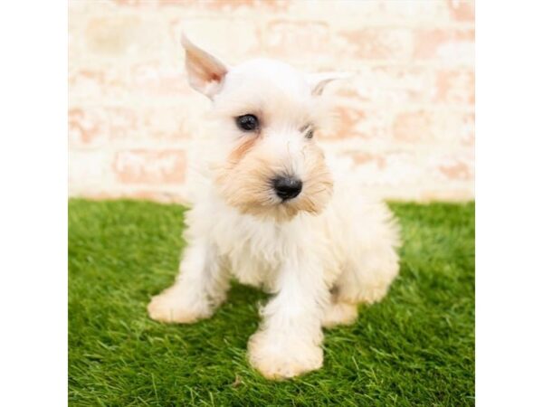 Miniature Schnauzer DOG Male White 6177 Petland Ashland, Kentucky