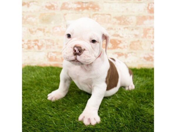 Olde Bulldog DOG Male 6173 Petland Ashland, Kentucky