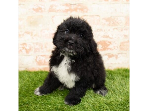 Aussiedoodle DOG Male Black 6174 Petland Ashland, Kentucky