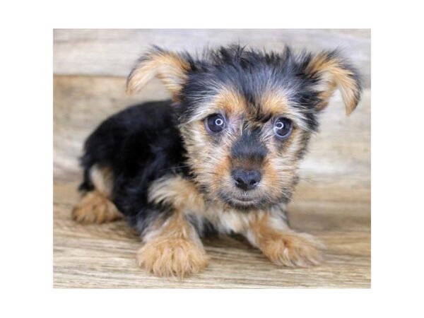 Morkie-DOG-Female-Black / Tan-6180-Petland Ashland, Kentucky