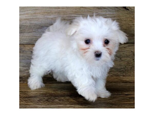 Maltese DOG Female White 6181 Petland Ashland, Kentucky