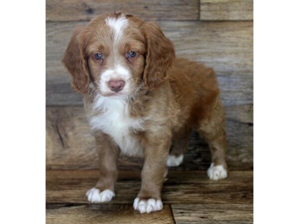 Cock A Poo-DOG-Male-Chocolate / White-6179-Petland Ashland, Kentucky