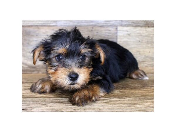 Yorkshire Terrier DOG Male Black / Tan 6182 Petland Ashland, Kentucky