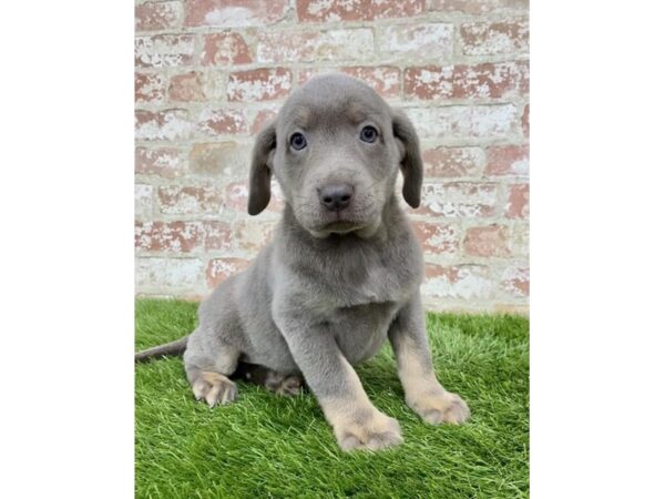 Labrador Retriever DOG Male Silver 6186 Petland Ashland, Kentucky