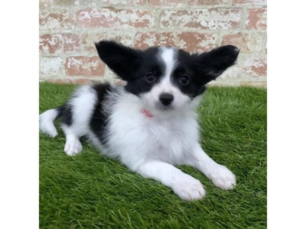 Papillon DOG Male Black / White 6187 Petland Ashland, Kentucky