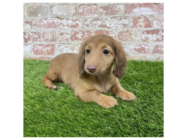 Dachshund DOG Female Red 6185 Petland Ashland, Kentucky