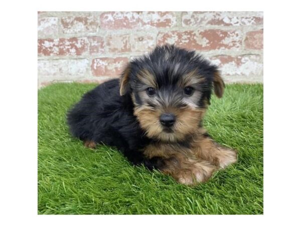 Yorkshire Terrier DOG Male Black / Tan 6189 Petland Ashland, Kentucky