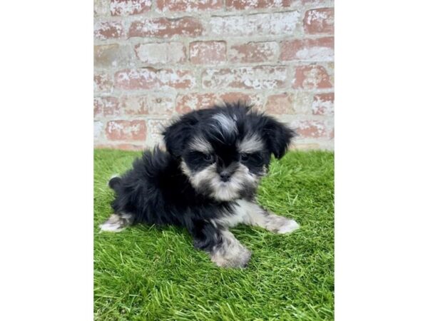 Teddy Bear DOG Male Black White / Tan 6183 Petland Ashland, Kentucky