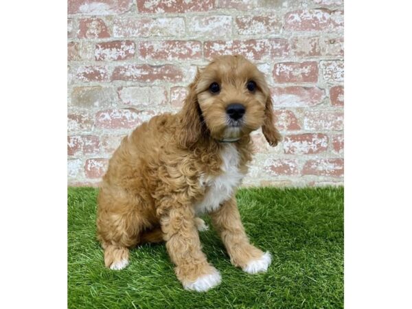 Cavapoo DOG Male Red 6184 Petland Ashland, Kentucky