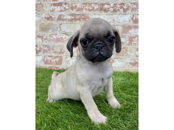 Pug DOG Male Fawn 6188 Petland Ashland, Kentucky