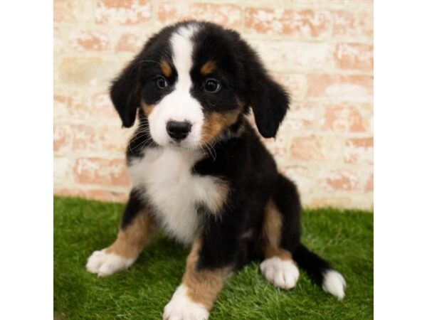 Bernese Mountain Dog DOG Male Tri-Colored 6191 Petland Ashland, Kentucky