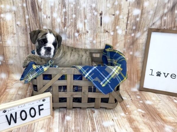 English Bulldog-DOG-Male-Brindle-6193-Petland Ashland, Kentucky