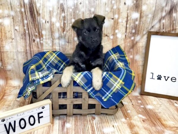 Norwegian Elkhound DOG Female Black / Silver 6192 Petland Ashland, Kentucky