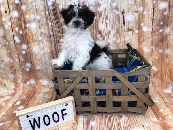 Teddy Bear DOG Male Black / White 6190 Petland Ashland, Kentucky