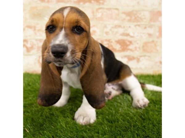 Basset Hound DOG Male Black White / Tan 6202 Petland Ashland, Kentucky