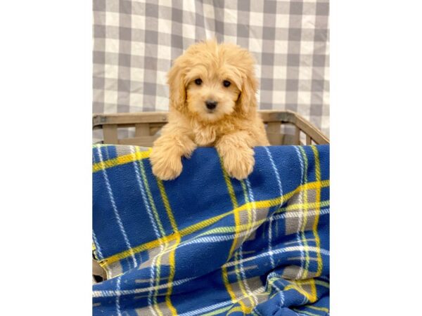 Goldendoodle Mini DOG Male Golden 6201 Petland Ashland, Kentucky