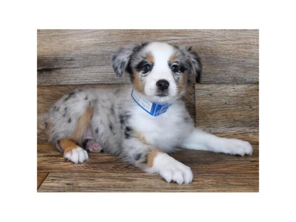 Miniature Australian Shepherd DOG Female Blue Merle 6211 Petland Ashland, Kentucky