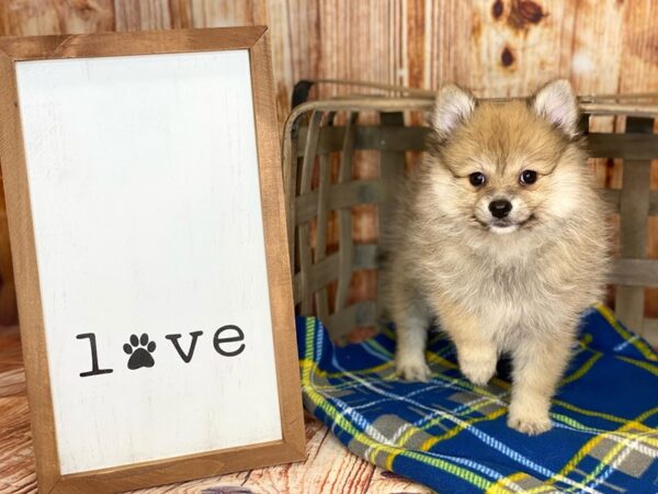 Pomeranian DOG Female Orange Sable 6209 Petland Ashland, Kentucky