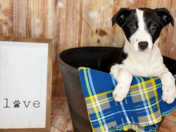 Border Collie DOG Female Black / White 6205 Petland Ashland, Kentucky