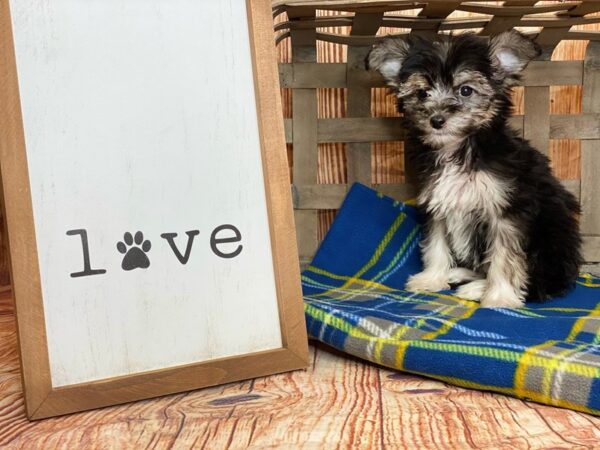 Chinese Crested-DOG-Female-Black White / Tan-6204-Petland Ashland, Kentucky