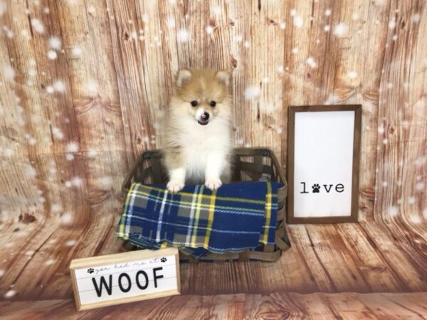 Pomeranian-DOG-Male-Orange-6199-Petland Ashland, Kentucky