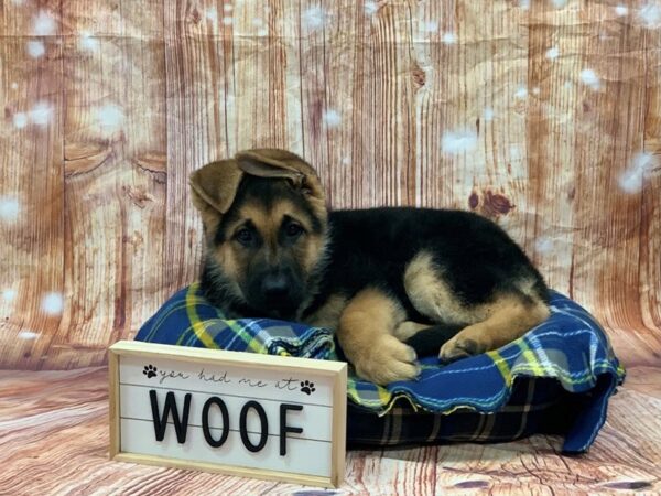 German Shepherd DOG Male Tan and Black 6212 Petland Ashland, Kentucky