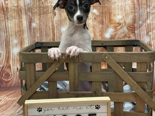 Rat Terrier DOG Female Black / White 6196 Petland Ashland, Kentucky