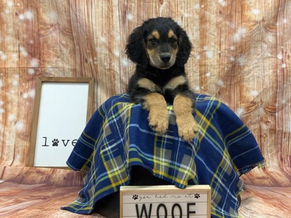 Goldendoodle DOG Male Black / Tan 6195 Petland Ashland, Kentucky