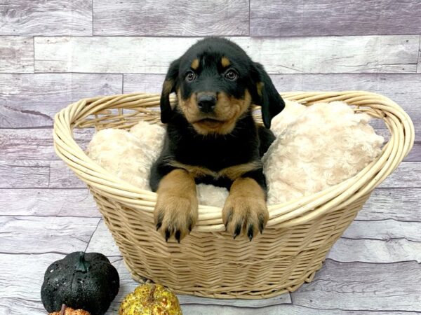 Rottweiler DOG Female Blk & Tn 6226 Petland Ashland, Kentucky