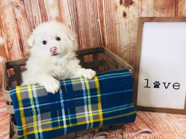 American Eskimo-DOG-Male-WHITE-6214-Petland Ashland, Kentucky