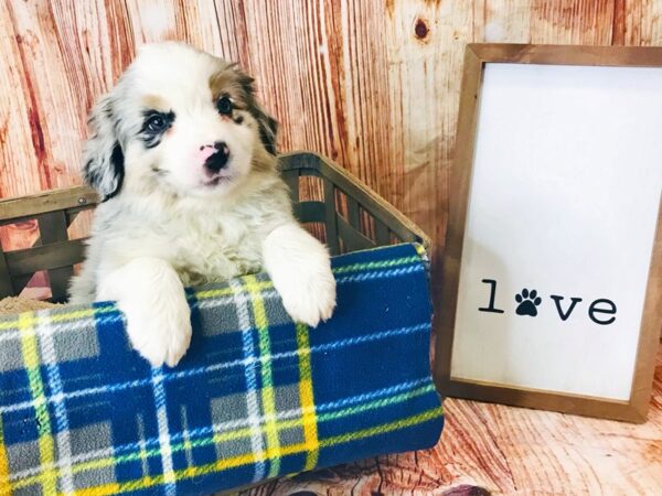 Mini Aussie DOG Male BLUE MERLE 6216 Petland Ashland, Kentucky