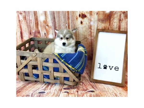 HuskieMo-DOG-Female-SILVER WHITE-6215-Petland Ashland, Kentucky