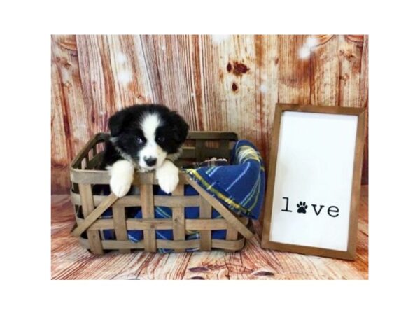 Australian Shepherd DOG Female Black White / Tan 6217 Petland Ashland, Kentucky