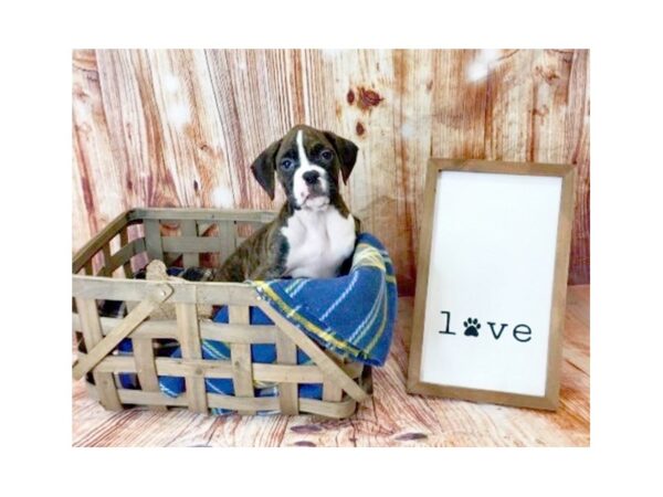 Boxer-DOG-Female-Brindle-6218-Petland Ashland, Kentucky