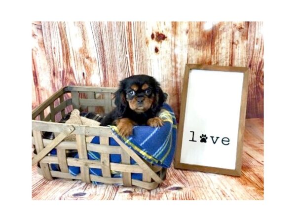 Cavalier King Charles Spaniel DOG Male Black / Tan 6219 Petland Ashland, Kentucky