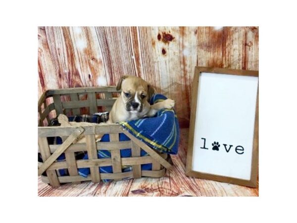 Bull Puggle-DOG-Female-FAWN-6213-Petland Ashland, Kentucky