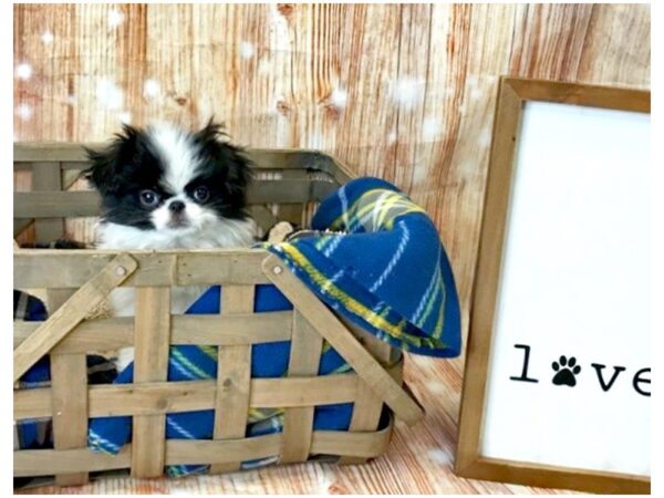 Japanese Chin DOG Male Black / White 6220 Petland Ashland, Kentucky