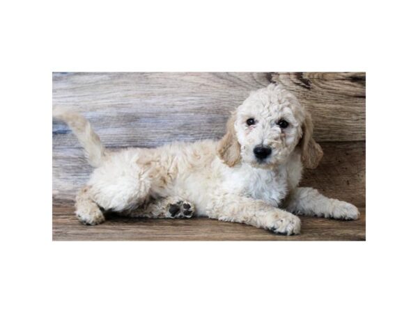 Goldendoodle 2nd Gen-DOG-Female-Cream-6229-Petland Ashland, Kentucky