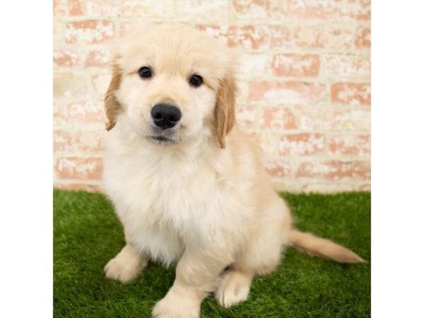 Golden Retriever DOG Male Golden 6233 Petland Ashland, Kentucky