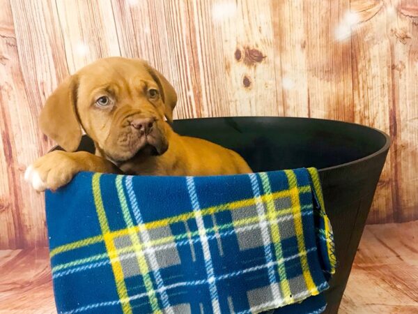 Dogue de Bordeaux DOG Male Red 6232 Petland Ashland, Kentucky