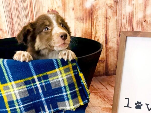 Australian Shepherd DOG Female Red Tri 6225 Petland Ashland, Kentucky